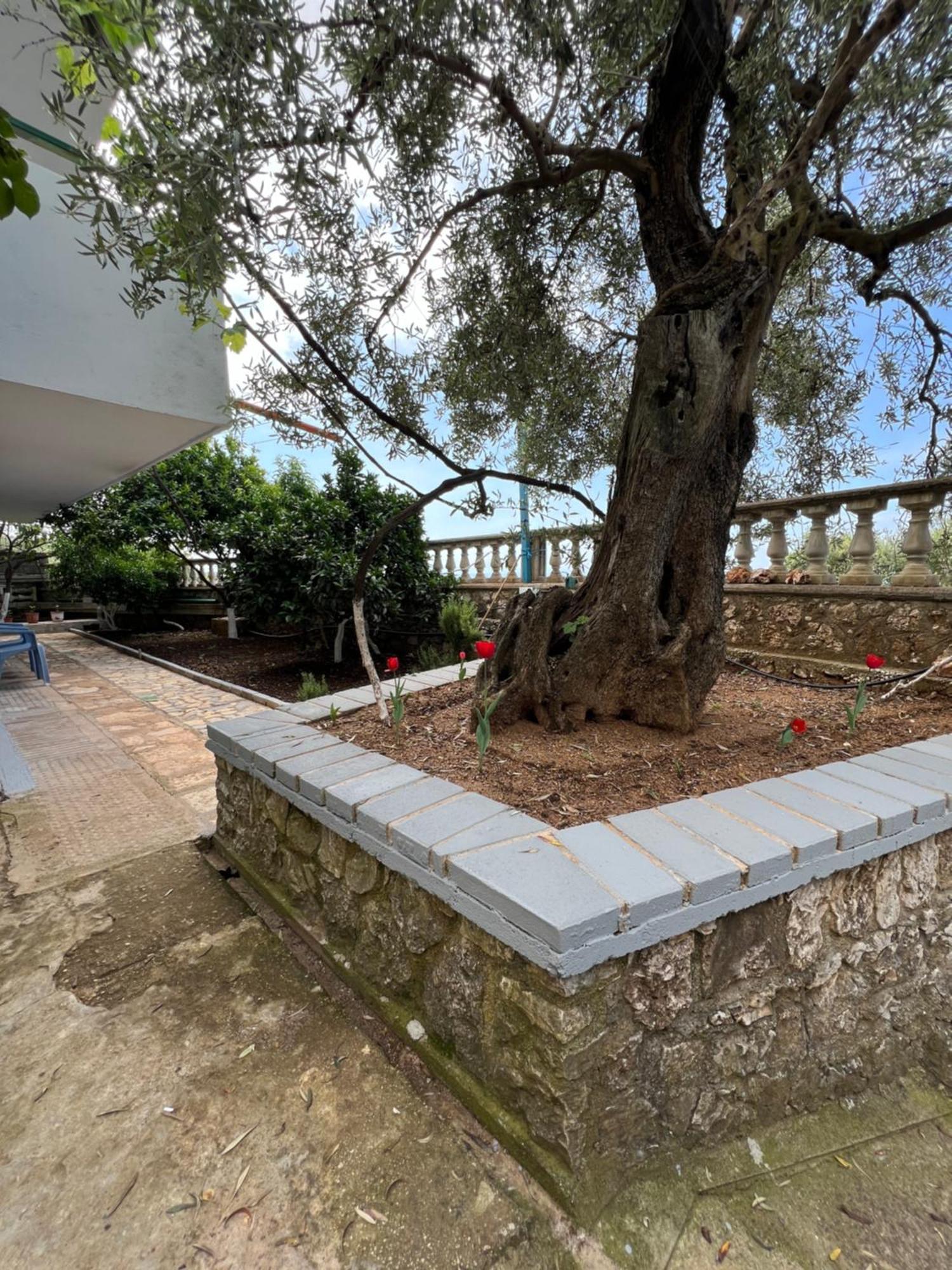 Petra Oliva Apartment Dhermi Exterior photo